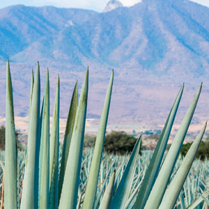 Tequila