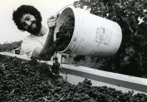Ridge Vineyards
